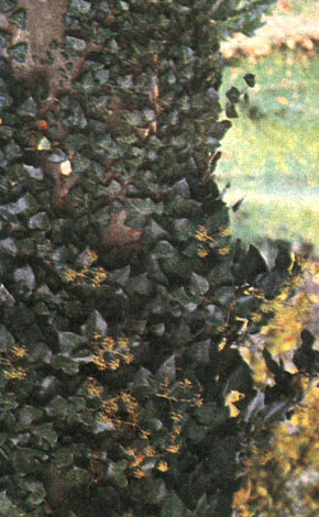 Таблица 41. Аралиевые: 2 - плющ крымский (Hedera taurica) на стволе платана восточного, Никитский ботанический сад