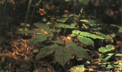 Таблица 41. Аралиевые: 4 - дикорастущий женьшень (Panax ginseng), Уссурийский заповедник, Приморский край
