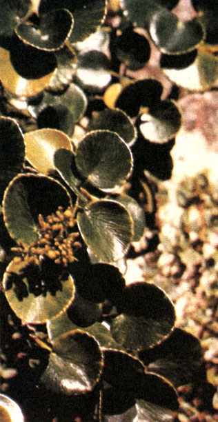 Таблица 42. Зонтичные: 4 - нираратамнос копытнелистный (Nirarathamnos asarifolius), остров Сокотра