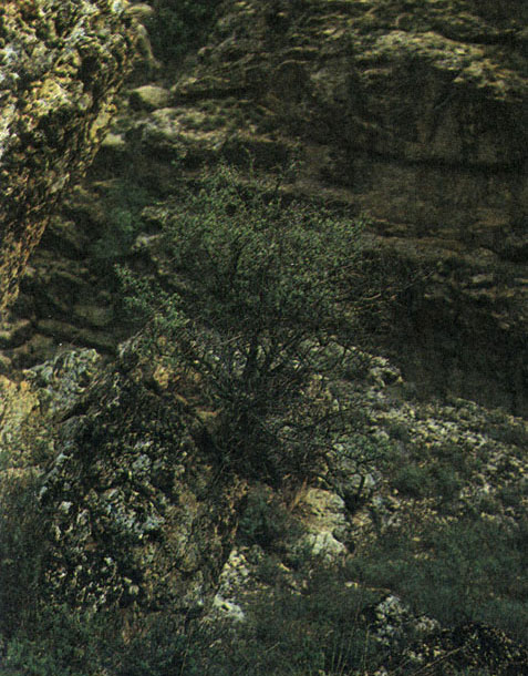 Таблица 43. Омеловые и крушиновые: 2 - крушина Синтениса (Rhamnus sintenisii), Большие Балханы, гора Арла