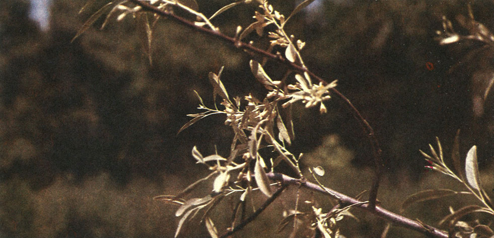 Таблица 44. Виноградовые и лоховые: 1 - лох узколистный (Elaeagnus angustifolia), Средняя Азия