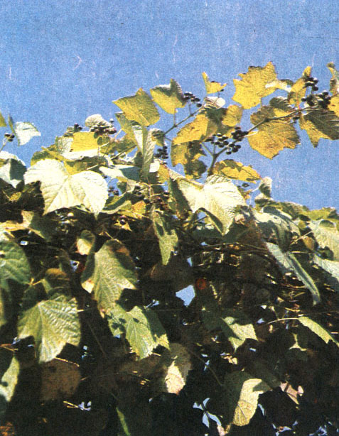 Таблица 44. Виноградовые и лоховые: 2 - виноградовник разнолистный (Ampelopsis heterophylla), Приморский край
