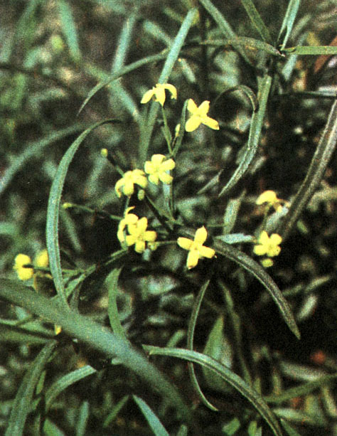 Таблица 48. Мареновые: 2 - марена цветущая (Rubia florida), Западный Копетдаг, урочище Даната