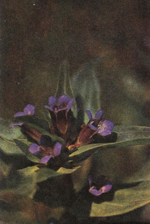 Таблица 51. Горечавковые, вахтовые и маслиновые: 1 - горечавка крестообразная(Centiana cruciata), Южный Крым