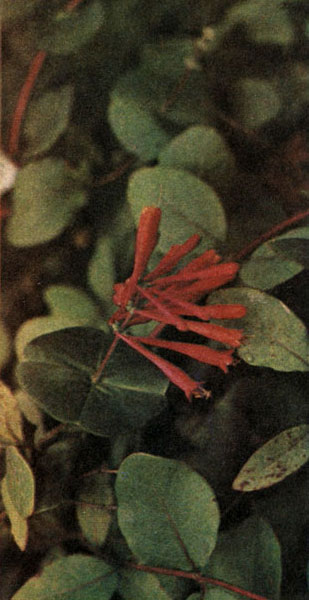 Таблица 52. Жимолостные и валериановые: 3 - жимолость вечнозеленая (Lonicera sempervirens), Батумский ботанический сад