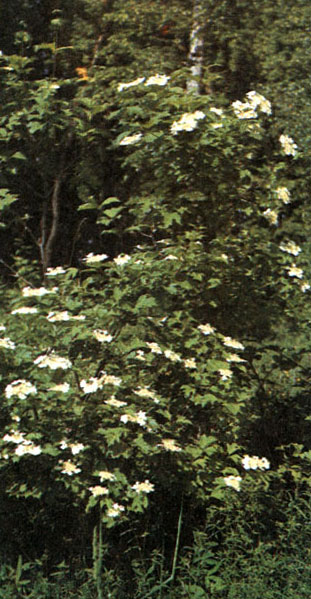 Таблица 52. Жимолостные и валериановые: 4 - калина обыкновенная (Viburnum opulus), Ленинградская область, Лужский район
