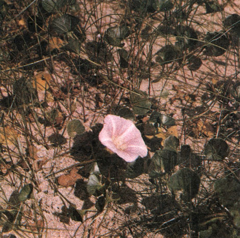 Таблица 53. Ворсянковые,вьюнковые и синюховые: 2 - калистегия сольданелла (Calystegia soldanella), Франция
