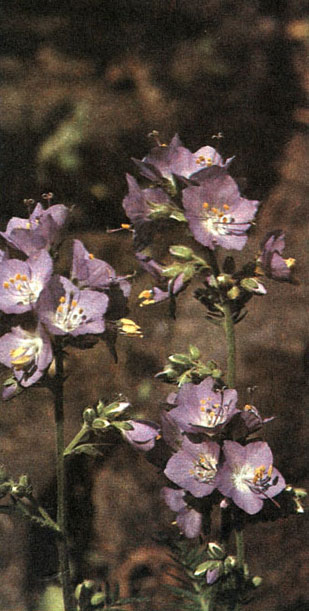 Таблица 53. Ворсянковые,вьюнковые и синюховые: 4 - синюха голубая (Polemonium caeruleum), Ленинградская область