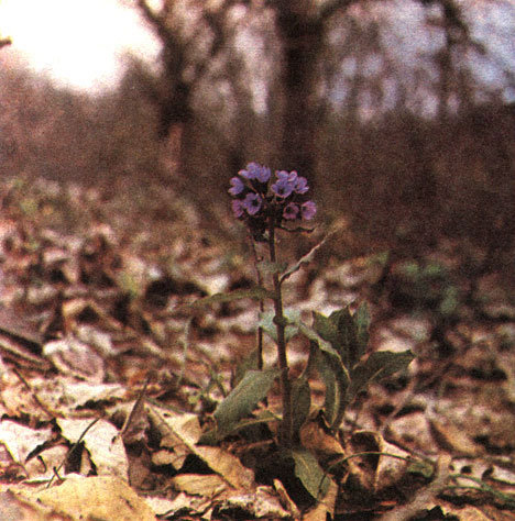 Таблица 54. Бурачниковые: 1 - медуница мягчайшая (Pulmonaria mollissima), Западный Кавказ, окрестности Бабук-аула