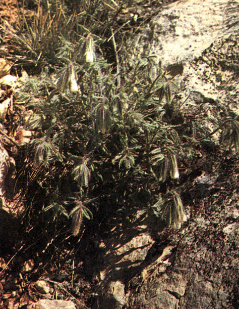 Таблица 54. Бурачниковые: 4 - оносма двухцветная (Onosma dichroantha), Туркмения, Большие Балханы