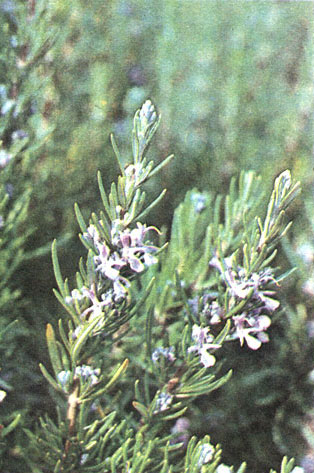 Таблица 55. Губоцветные и болотниковые: 2 - розмарин лекарственный (Rosmarinus officinalis), Крым