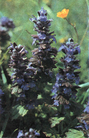 Таблица 55. Губоцветные и болотниковые: 3 - живучка женевская (Ajuga genevensis), Кавказ
