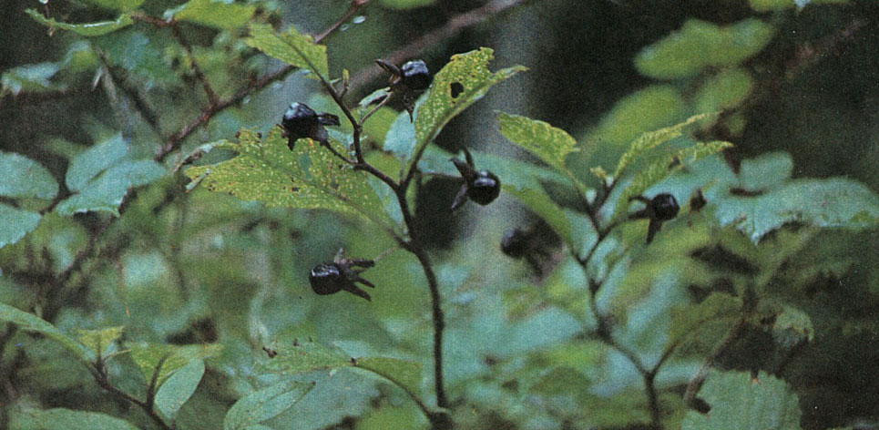 Таблица 56. Пасленовые: 1 - красавка обыкновенная (Atropa bella-donna), Крым