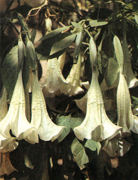 Таблица 56. Пасленовые: 2 - бругмансия древесная (Brugmansia arborea), Батумский ботанический сад