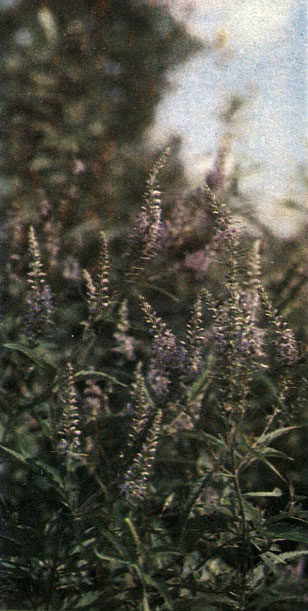 Таблица 57. Норичниковые: 4 - вероника длиннолистная(V.longifolia), Московская область