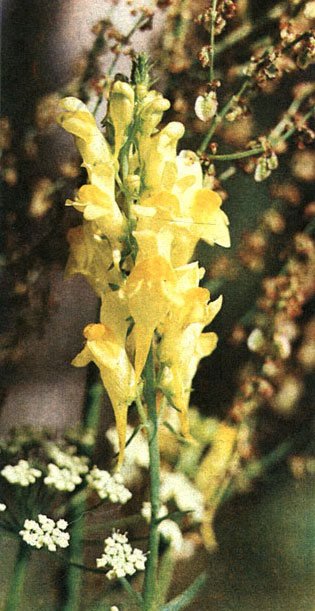 Таблица 57. Норичниковые: 5 - льнянка обыкновенная (Linaria vulgaris), Московская область