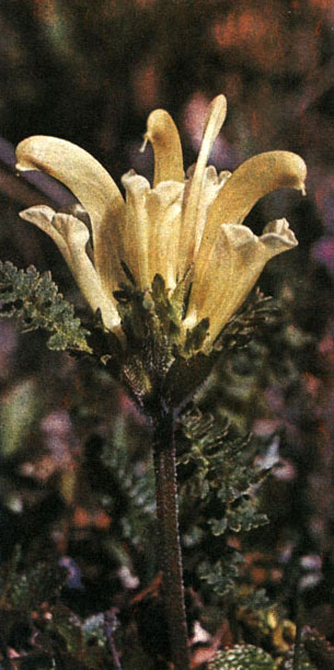 Таблица 57. Норичниковые: 6 - мытник головчатый (Pedicularis capitata), Дальний Восток