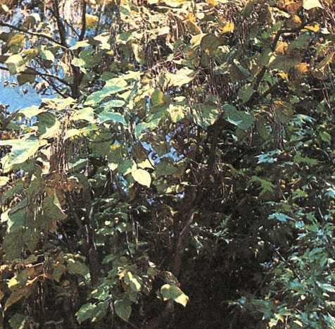 Таблица 58. Бигнониевые: 2 - катальпа яицевиднолистная (С. ovata), Никитский ботанический сад