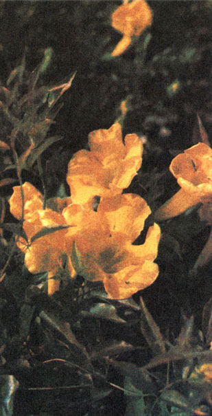 Таблица 58. Бигнониевые: 3 - макфадиена когтеносная (Macfadyena unguiscati), Батумский ботанический сад