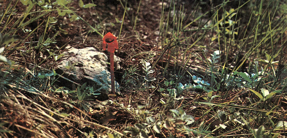 Таблица 59. Заразиховые: 1 - дифелипея красная (Diphelypaea coccinea), Южный Крым