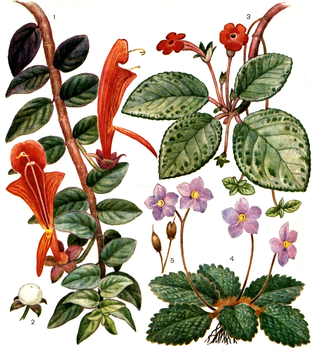 Таблица 60. Геснериевые. Колумнея славная (Columnea gloriosa): 1 - ветвь с цветками; 2 - плод. Эписция медная (Episcia cupreata): 3 - ветвь с цветками. Рамонда миконская (Ramonda myconi): 4 - общий вид растения; 5 - плоды