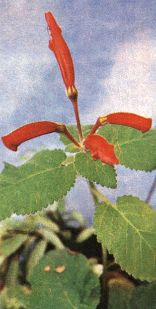 Таблица 61. Геснериевые: 4 - рехштейнерия пурпуровая(R. Cardinalis), оранжереи Главного ботаческого сада в Москве