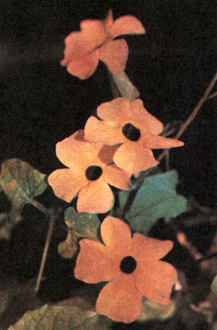 Таблица 62. Акантовые: 1 - тунбергия крылатая (Thunbergia alata), оранжереи Главного ботанического сада в Москве