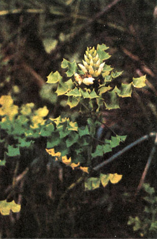 Таблица 62. Акантовые: 3 - акант падуболистный (Acanthus ilicifolius), Пуна