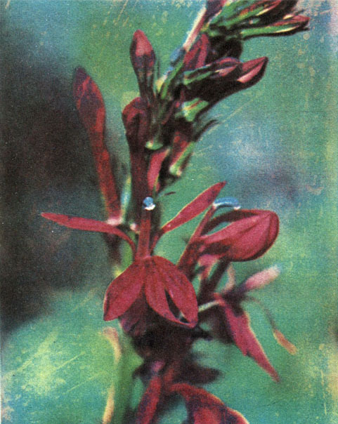 Таблица 63. Колокольчиковые: 3 - лобелия пурпуровая (Lobelia cardinalis), парк Ботанического института АН СССР в Ленинграде