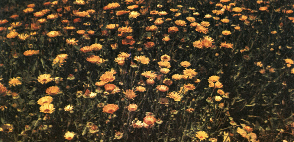 Таблица 64. Сложноцветные: 1 - календула лекарственная (Calendula officinalis), Ташкент