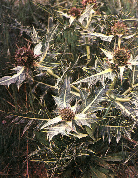 Таблица 64. Сложноцветные: 3 - гунделия Турнефора (Gundelia tournefortii), Армения