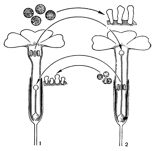 Рис. 58. Схема эффективного (легитимного) перекрестного опыления у первоцвета весеннего (Primula veris). Показаны пыльцевые зерна и сосочки на рыльцах у короткостолбиковой (1) и длинностолбиковои (2) форм