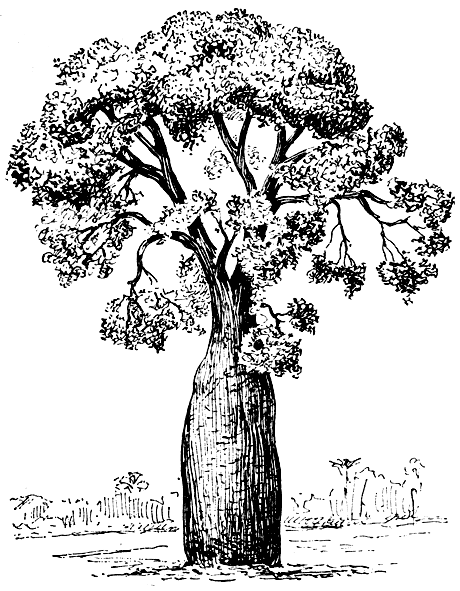 Рис. 61. Брахихитон наскальный (Brachychiton rupestris)