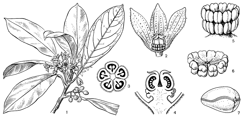 Рис. 63. Кола заостренная (Coia acuminata): 1 - цветущая ветвь; 2 - женский цветок (части околоцветника удалены); 3 - поперечный разрез завязи; 4 - продольный разрез женского цветка (околоцветник удален); 5 - андроцей; 6 - андроцей (вид сверху); 7 - семя
