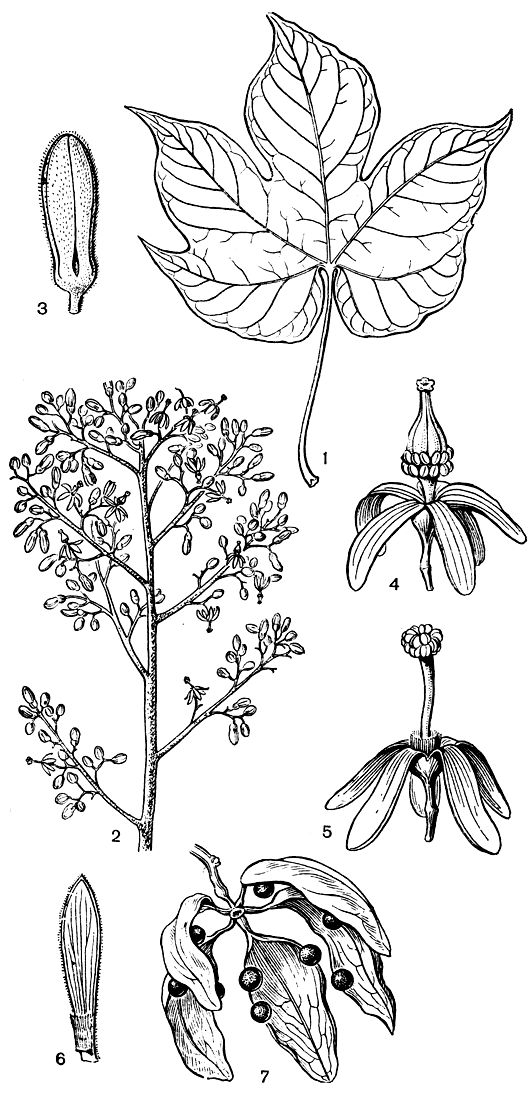 Рис. 64. Фирмиана простая (Firmiana simplex): 1 - лист; 2 - соцветие; 3 - бутон; 4 - обоеполые цветок; 5 - женский цветок; 6 - лепесток с внутренней стороны; 7 - раскрывшийся плод
