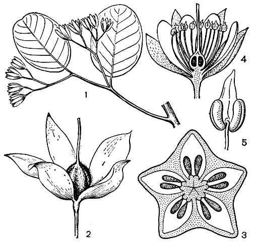 Рис. 65. Пакараймеа диптекарповая (Pakaraimaea dipterocarpaea): 1 - ветка с листьями и соцветиями; 2 - молодой плод с разросшимися чашелистиками; 3 - завязь в поперечном разрезе (видны осевые семязачатки); 4 - цветок в разрезе; 5 - пыльник