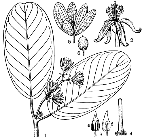 Рис. 67. Монотес африканский (Monotes africana): 1 - цветущая ветвь (соцветие и листья); 2 - раскрытый цветок; 3 - пыльники (а - со спинной стороны, б - с брюшной стороны); 4 - столбик; 5 - плод (с разросшимися чашелистиками); 6 - плод (с удаленными чашелистиками)