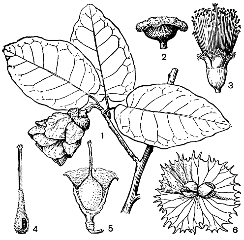 Рис. 69. Сарколеновые. Ксилолена Умбера (Xyloolaena humbertii): 1 - ветвь с цветком; 2 - обертка; 3 - цветок без обертки и без околоцветника (виден лопастный диск); 4 - плодолистик; 5 - плод, у которого удалена часть обертки. Схизолена липкая (Sehizolaena viscosa): 6 - обертка с двумя плодами