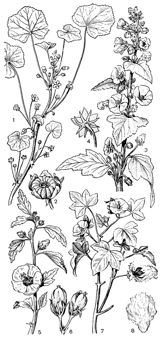 Рис. 71. Мальвовые. Мальва незамеченная (Malva neglecta): 1 - общий вид; 2 - плод. Алтей лекарственный (Althaea officinalis): 3 - общий вид; 4 - чашечка с подчашием. Гибискус сирийский (Hibiscus syriacus): 5 - общий вид; 6 - плоды. Хлопчатник травянистый (Gossypium herbaceum): 7 - общий вид; 8 - семя