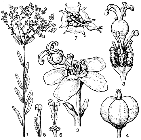 Рис. 74. Молочайные. Молочай венчиконосный (Euphorbia corollata): 1 - верхняя часть цветущего стебля; 2 - циатий; 3 - циатий (обертка удалена); 4 - плод; 5 - мужской цветок с реснитчатым прицветничком; 6 - колонка плода. Молочай изменчивый (E. commutata): 7 - циатий (вид сверху)