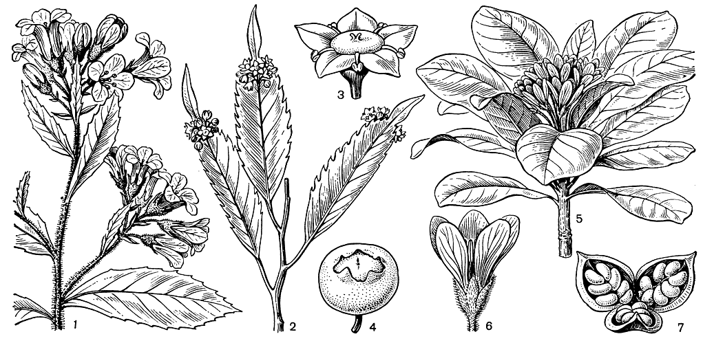 Рис. 77. Эскаллониевые и питтоспоровые. Эскаллония Клаусена (Escallonia claussenii): 1 - цветущая ветвь. Филлонома широкоостриевая (Phyllonoma laticuspis): 2 - цветущая ветвь; 3 - цветок: 4 - плод. Питтоспорум обыкновенный (Pittosporum tobira): 5 - цветущая ветвь; 6 - цветок; 7 - раскрывшийся плод
