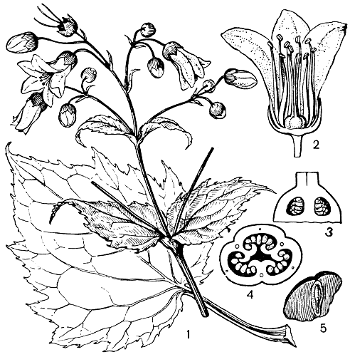 Рис. 78. Киренгешома пальчатая (Kirengeshoma palmata): 1 - часть растения с бутонами и цветками; 2 - цветок в разрезе; 3 - продольный разрез завязи; 4 - поперечный разрез завязи; 5 - семя