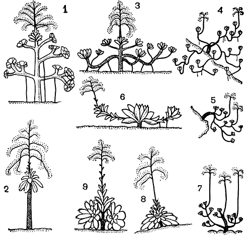 Рис. 83. Формы роста у видов рода эоннум (Aeonium) с розеточными листьями. Древовидная форма роста: 1 - побеги толстостебельные ветвящиеся у эониума древовидного (A. arboreum); 2 - побеги канделябровидные у эониума благородного (A. nobile). Кустарниковидная форма роста: 3 - побеги толстостебельные у эониума реснитчатого (A. ciliatum); 4 - побеги ползучие у эониума Саундерса (A. saundersii); 5 - побеги полегающие у эониума очитколистного (A. sedifolium). Травянистая форма роста: 6 - со стеблем у эониума клейкого (A. glutinosum); 7 - у бесстебельного эониума Смита (A. smithii); 8 - у многолетника эониума железистого (A. glandulosum); 9 - у монокарпика эониума Канарского (A. canariense)