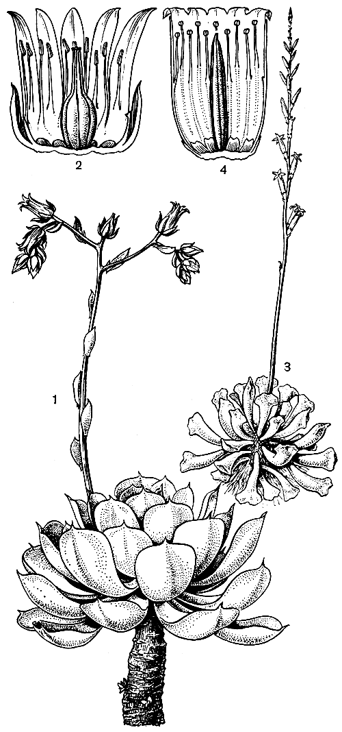 Рис. 85. Толстянковые. Эчеверия Пекокка (Echeveria peacockii): 1 - общий вид растения в цвету; 2 - цветок в развернутом виде. Адромискус Пельница (Adromishcus poellnitzianus): 3 - общий вид растения в цвету; 4 - цветок в развернутом виде