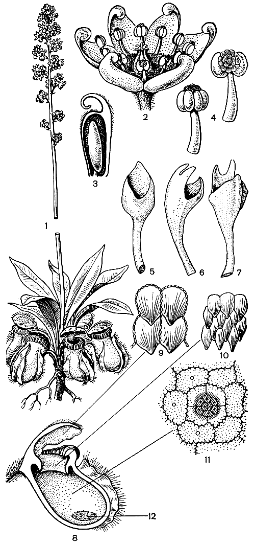 Рис. 86. Цефалотус мешочковидный (Cephalotus follicularis): 1 - общий вид растения; 2 - цветок; 3 - продольный разрез плодолистика; 4 - тычинки; 5, 6, 7 - аномальные листья, представляющие разные стадии развития кувшинчика; 8 - продольный разрез кувшинчика; 9 - клетки внутренней поверхности крышечки; 10 - клетки поверхности воротничка; 11 - клетки и желёзка верхней части внутренней поверхности кувшинчика; 12 - железистый валик на внутренней поверхности кувшинчика
