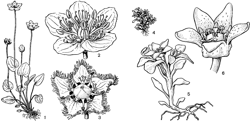 Рис. 87. Белозоровые. Белозор болотный (Parnassia palustris): 1 - общий вид растения; 2 - цветок (видны тычинки и стаминодии). Белозор альпийский (P. alpicola): 3 - цветок с бахромчатыми лепестками. Лепуропеталон лопатчатый (Lepuropetalon spathulata): 4 - общий вид растения; 5 - отдельный побег; 6 - цветок к концу цветения