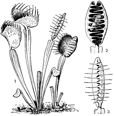 Рис. 88. Венерина мухоловка (Dionaea muscipula): 1 - общий вид растения; 2 - полузакрытый лист; 3 - закрытый лист