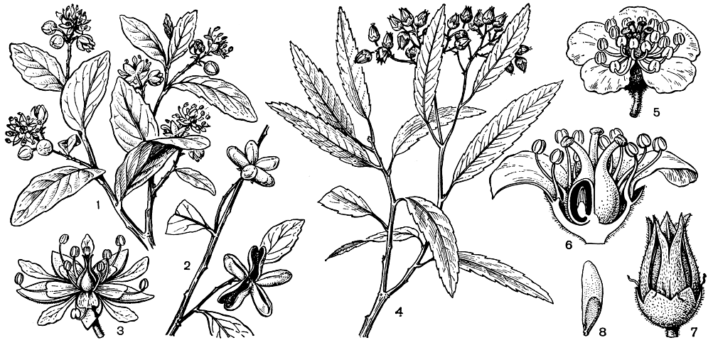 Рис. 90. Розовые. Квилаха мыльная (Quillaja saponaria): 1 - ветвь с цветками; 2 - ветвь с плодами; 3 - цветок. Вокелиния калифорнийская (Vauquelinia californica): 4 - ветвь с плодами; 5 - цветок; 6 - цветок в разрезе; 7 - плод-многолистовка; 8 - семя, снабженное крылом