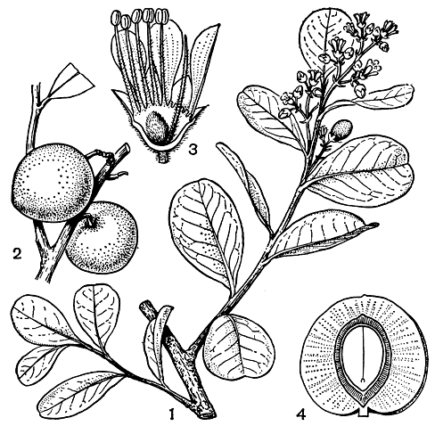 Рис. 93. Хризобаланус икако (Chrysobalanus icaco): 1 - ветвь с цветками и незрелым плодом; 2 - плоды; 3 - продольный разрез цветка; 4 - продольный разрез плода