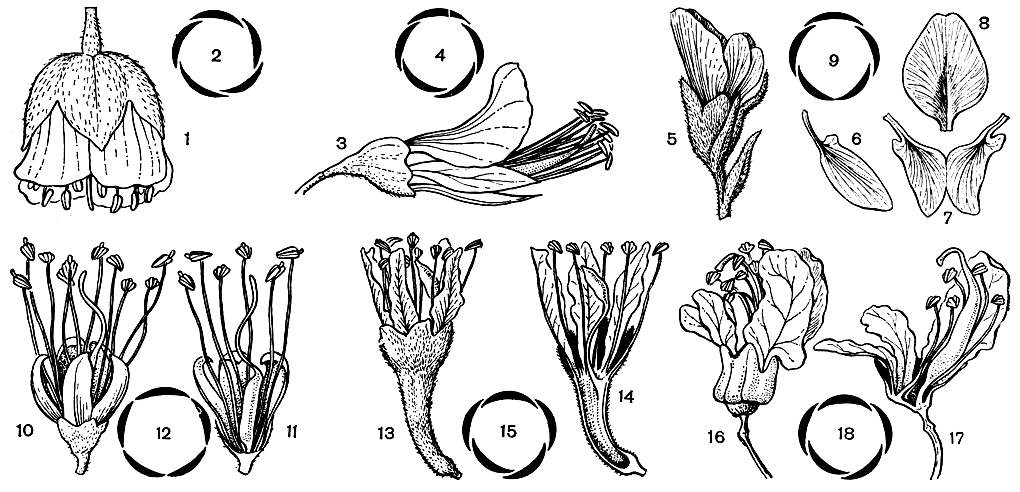 Рис. 96. Цветки некоторых бобовых. Кадия пурпуровая (Cadia purpurea): 1 - общий вид цветка; 2 - диаграмма венчика. Кастаноспермум южный (Castanospermum australe): 3 - общий вид цветка; 4 - диаграмма венчика. Центролобиум войлочный (Centrolobium tomentosum): 5 - общий вид цветка; 6 - крыло; 7 - лодочка; 8 - флаг; 9 - диаграмма венчика. Элефанториза слоновая (Elephantorrhiza elephantina): 10 - общий вид цветка; 11 - цветок в разрезе; 12 - диаграмма венчика. Гриффония простолистная (Griffonia simplicifolia): 13 - общий вид цветка; 14 - цветок в разрезе; 15 - диаграмма венчика. Церцис рожковый (Cercis siliquastrum): 16 - общий вид цветка; 17 - цветок в разрезе;, 18 - диаграмма венчика